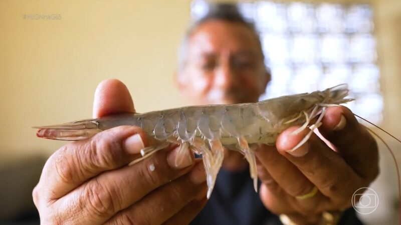 Do laboratório ao viveiro: como uma tecnologia criada no RN fez produtores de camarão ganharem mais