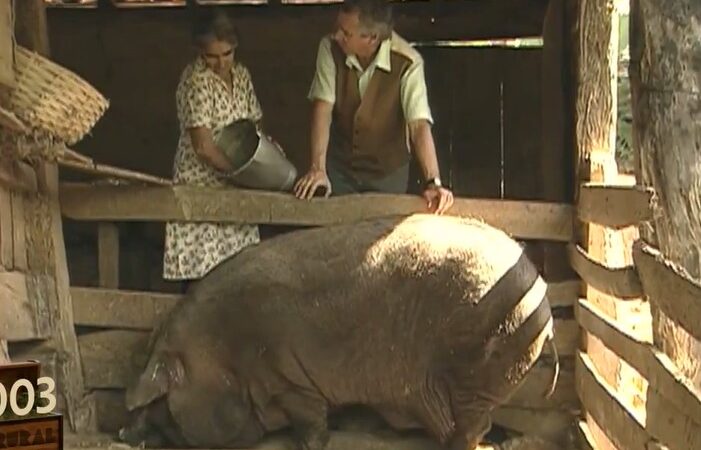 O mutirão para abater um porco de mais de 300 kg que mobilizou vizinhos em MG; reveja reportagem