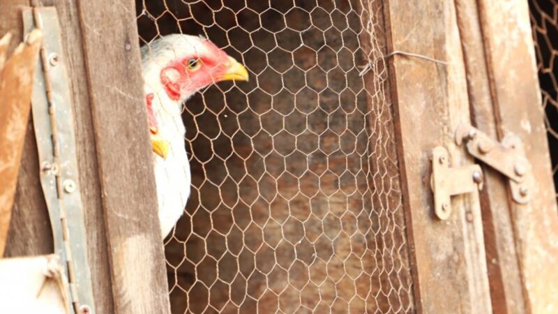 China encerra embargo e libera importação de carne de frango do RS após mais de um ano