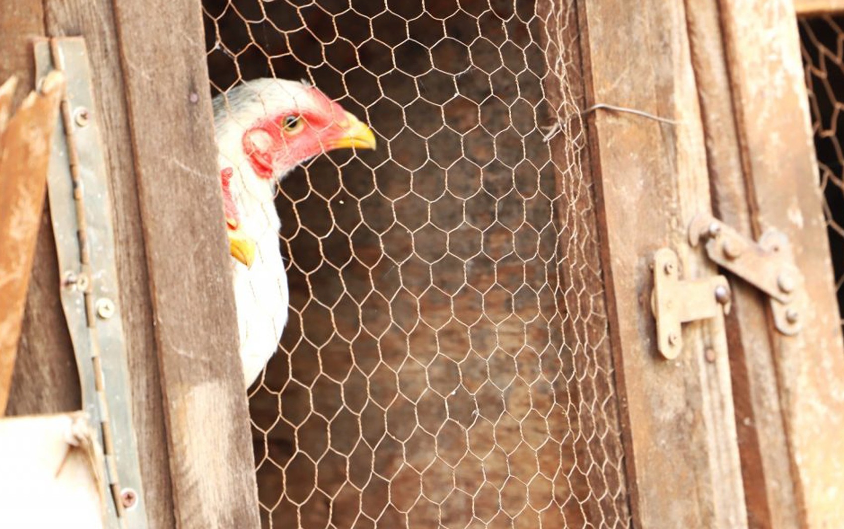 China encerra embargo e libera importação de carne de frango do RS após mais de um ano