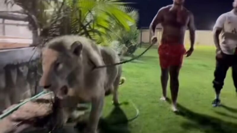 Tyson Fury anuncia retorno de aposentadoria, e rival o desafia ao lado de leão