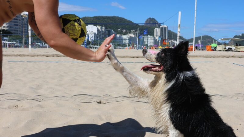 De brincadeira a fenômeno global: cachorro vira craque do futevôlei e já soma mais de 1 bilhão de views