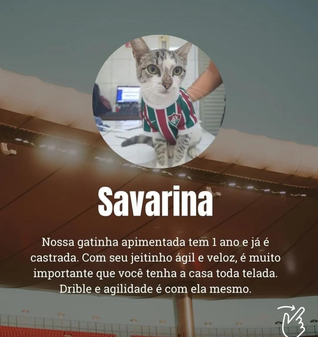 Paquetá, “Savarina”, “Tia Leila”: animais ganham nomes de personagens do futebol em campanha de adoção