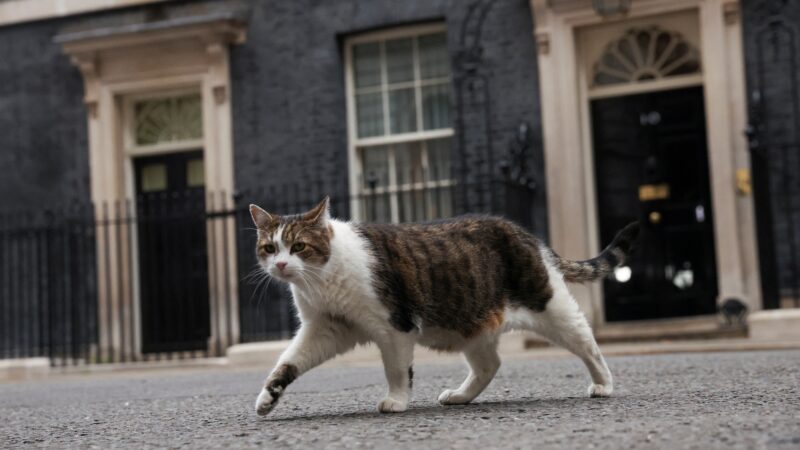 ‘Primeiro-felino’: gato Larry completa 15 anos como guardião oficial da residência do governo britânico