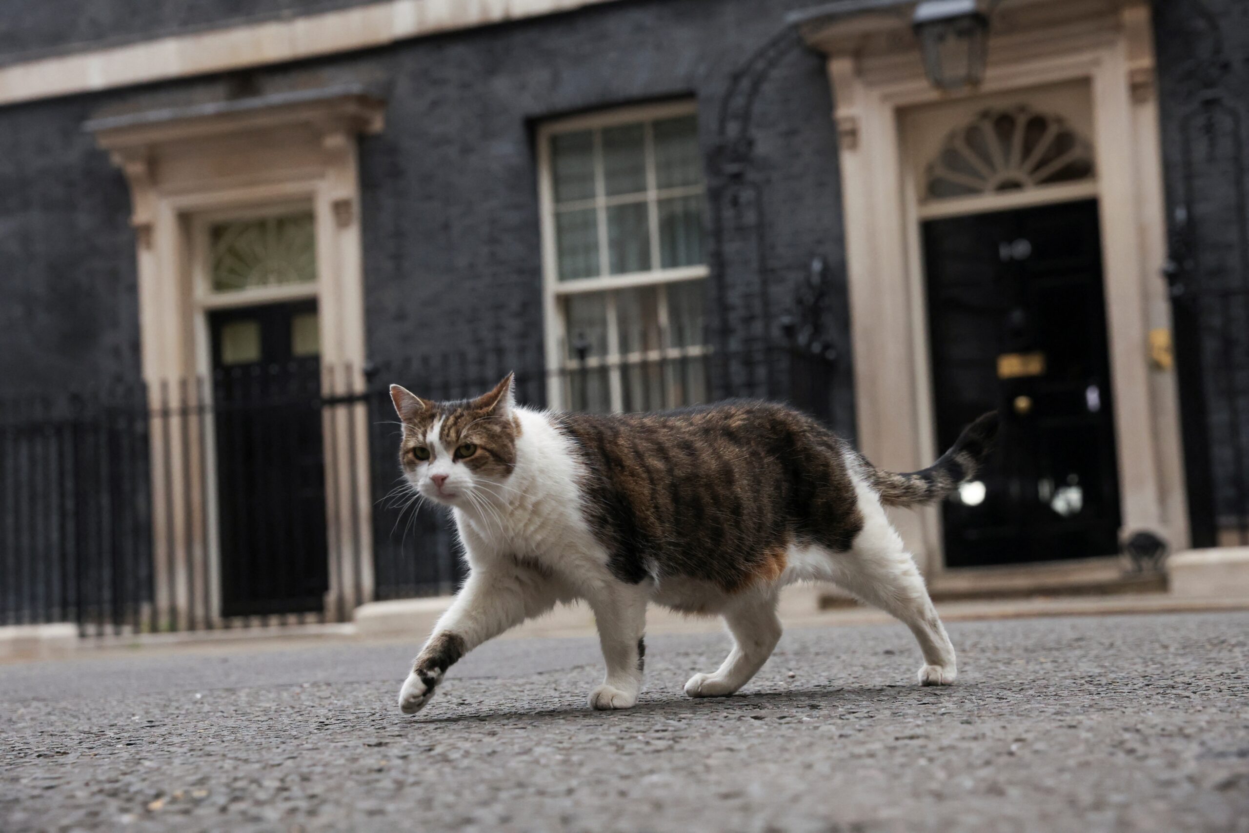 ‘Primeiro-felino’: gato Larry completa 15 anos como guardião oficial da residência do governo britânico