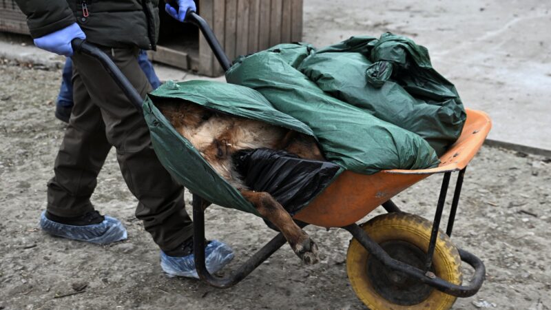 Rússia ataca abrigo de animais na Ucrânia com drones, mata 8 cães e deixa uma mulher ferida; VÍDEO