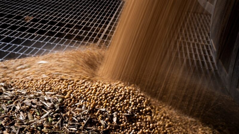 Como cientistas editam o DNA da soja para torná-la mais resistente ao calor