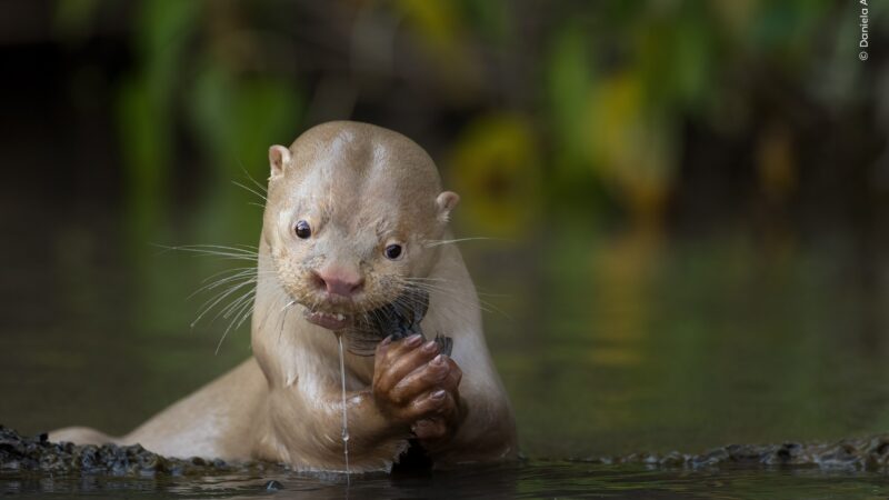 Lontra rara do Pantanal: conheça o mamífero carnívoro que é destaque em prêmio de fotografia de natureza