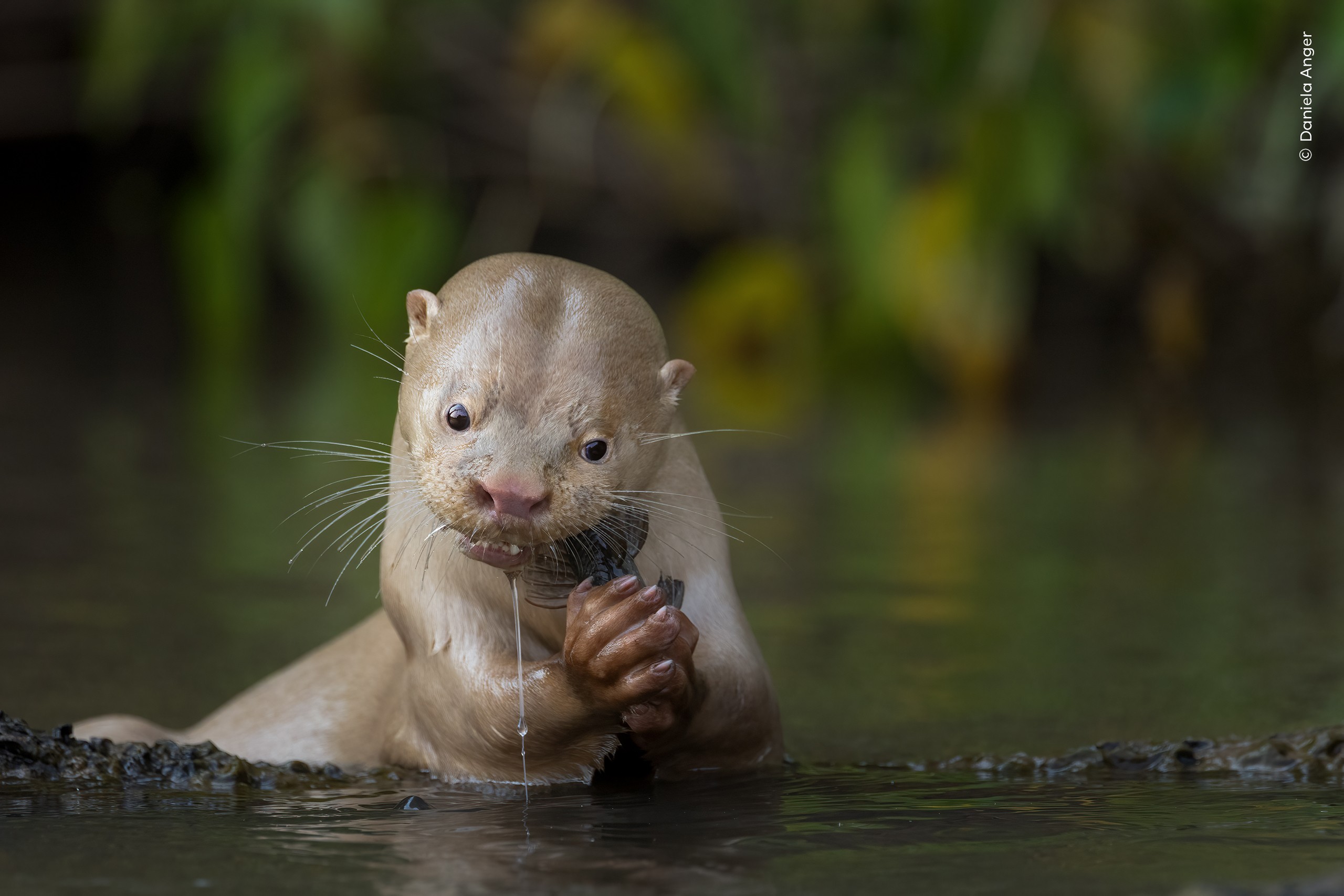 Lontra rara do Pantanal: conheça o mamífero carnívoro que é destaque em prêmio de fotografia de natureza