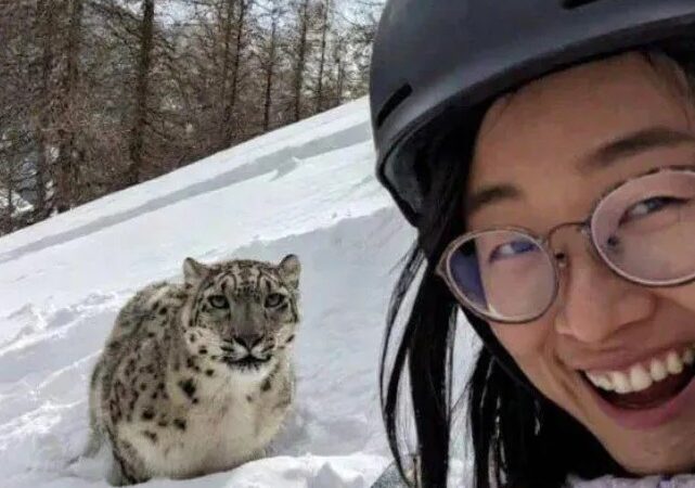 Turista é atacada por leopardo-das-neves após tentar tirar selfie em estação de esqui na China; VÍDEO
