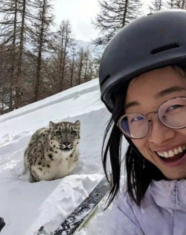Turista é atacada por leopardo-das-neves após tentar tirar selfie em estação de esqui na China; VÍDEO