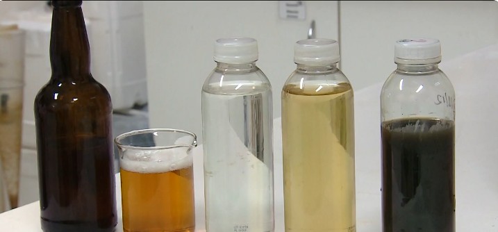 Cocô e xixi de porcos podem virar água potável (e até mesmo cerveja) com sistema de tratamento; entenda