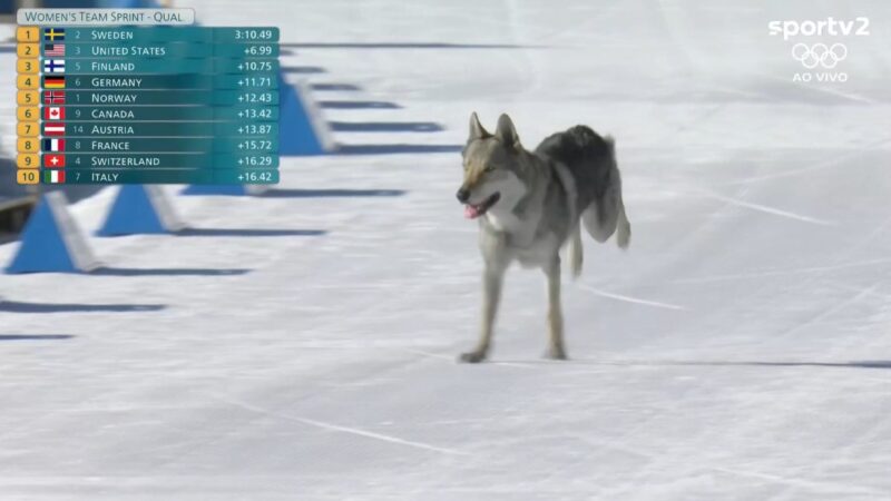 Cachorro cruza linha de chegada e interfere tempo de brasileira no esqui cross-country; veja