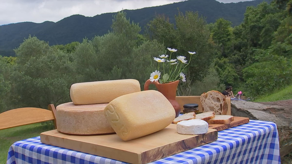 Queijarias artesanais oferecem qualidade e sabores variados na zona rural