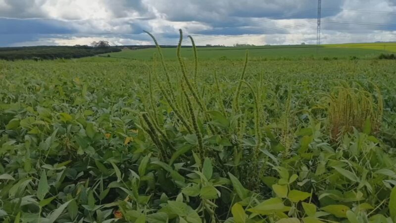 Caruru Gigante preocupa produtores do Noroeste de SP