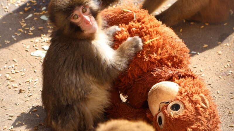 É #FATO: Macaco filhote rejeitado pela mãe ‘adota’ orangotango de pelúcia em zoológico do Japão; assista