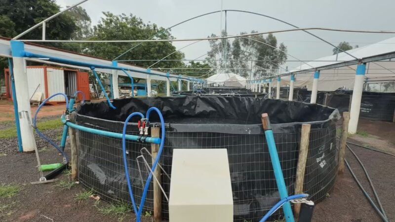 Excesso de chuva pode causar prejuízos na piscicultura