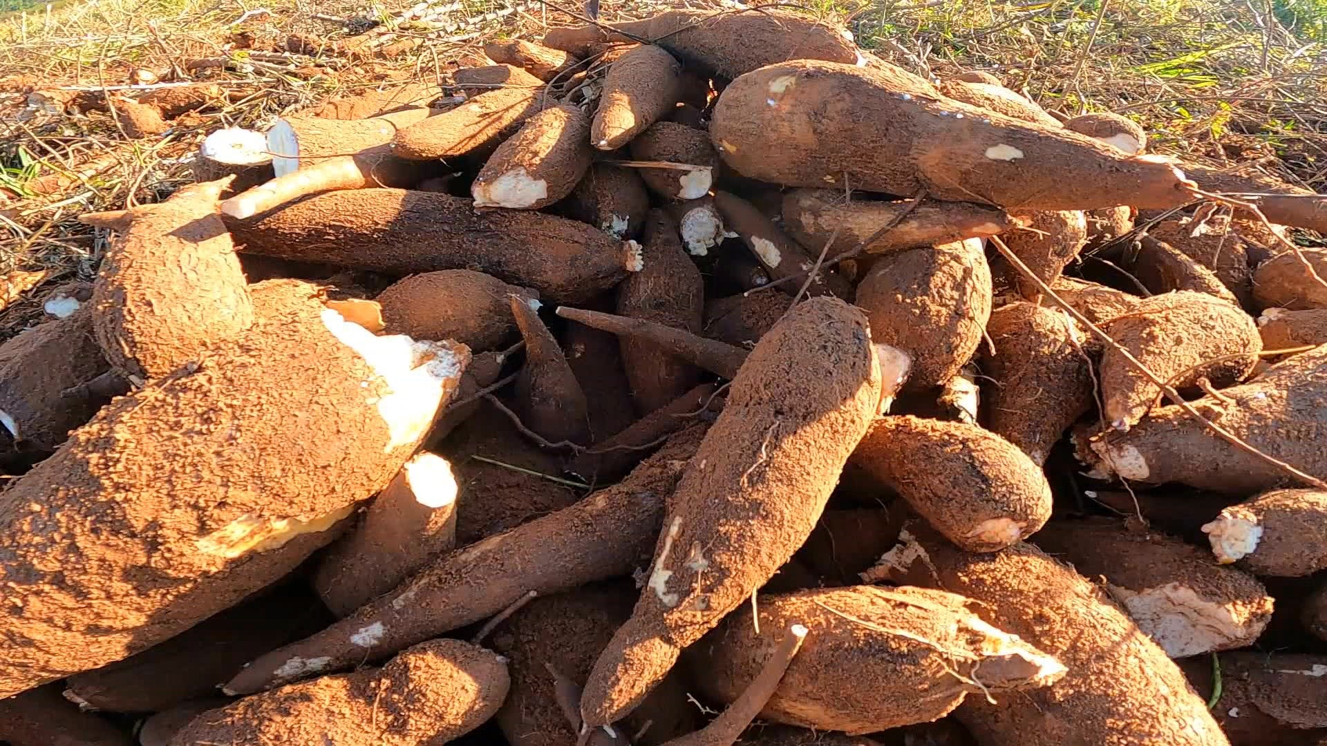 ‘Perder uma roça é perder uma vida’: o drama dos indígenas do Amapá causado pela vassoura-de-bruxa da mandioca