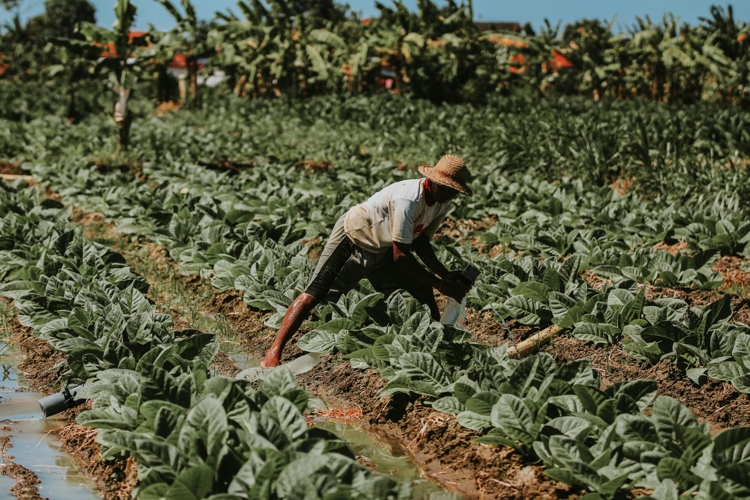 Uso de chapéu no campo não foi proibido; veja o que diz a lei