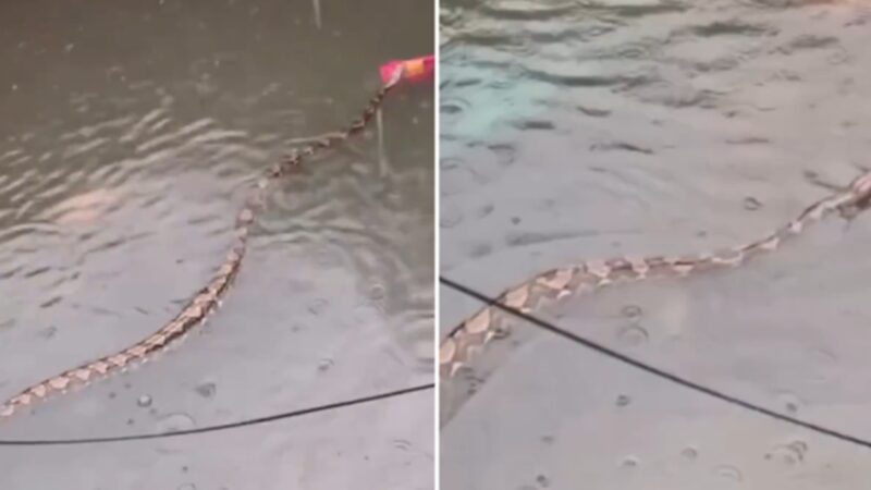 É #FATO: Pítons gigantes são vistas nadando em ruas alagadas de Bali, na Indonésia; assista