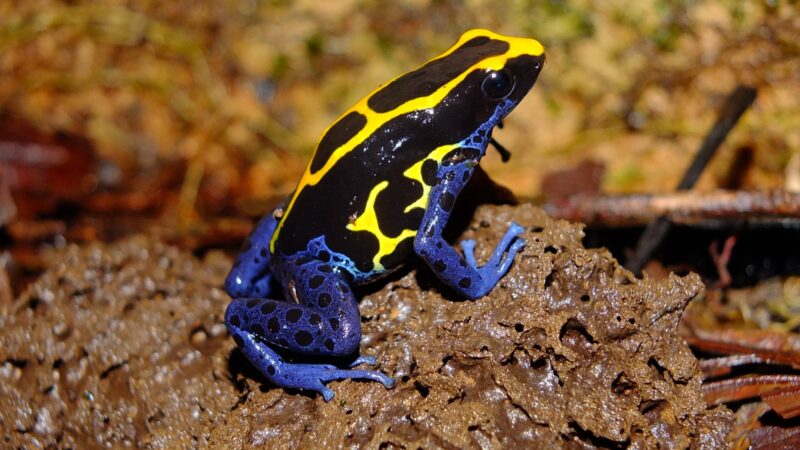 Rã-flecha: conheça a espécie por trás do veneno citado em caso envolvendo opositor russo