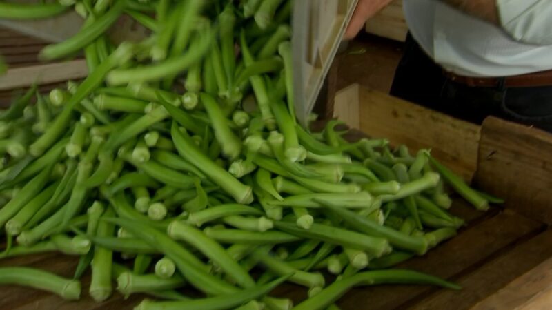 Produtores paulistas colhem safra de quiabo