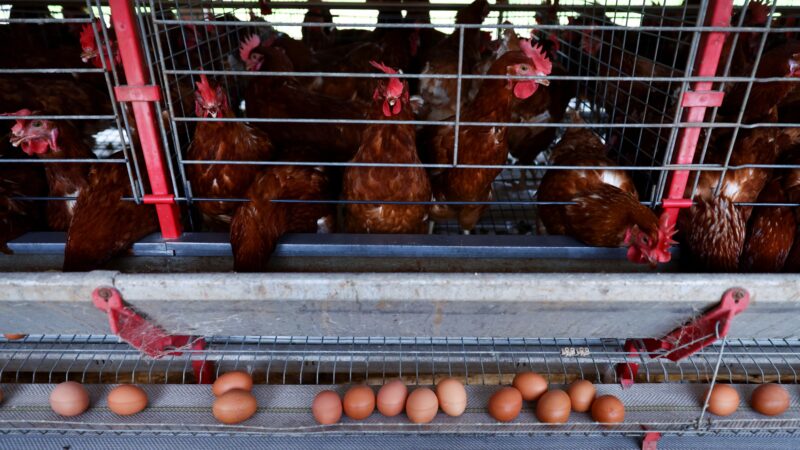 Brasil prorroga emergência zoossanitária por gripe aviária