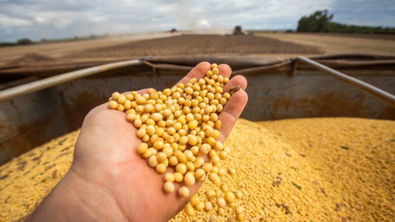 Devolução de navios pressiona Brasil a negociar padrão da soja com a China; entenda
