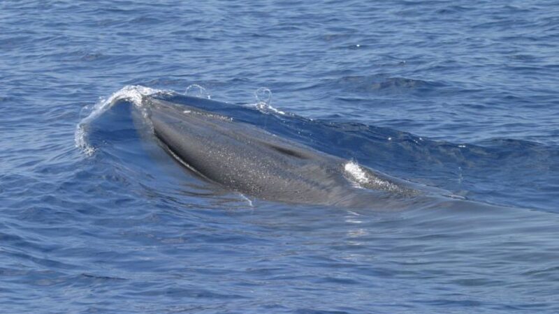 O que se sabe sobre a baleia-de-Rice, espécie rara ameaçada por planos de expansão de petróleo nos EUA