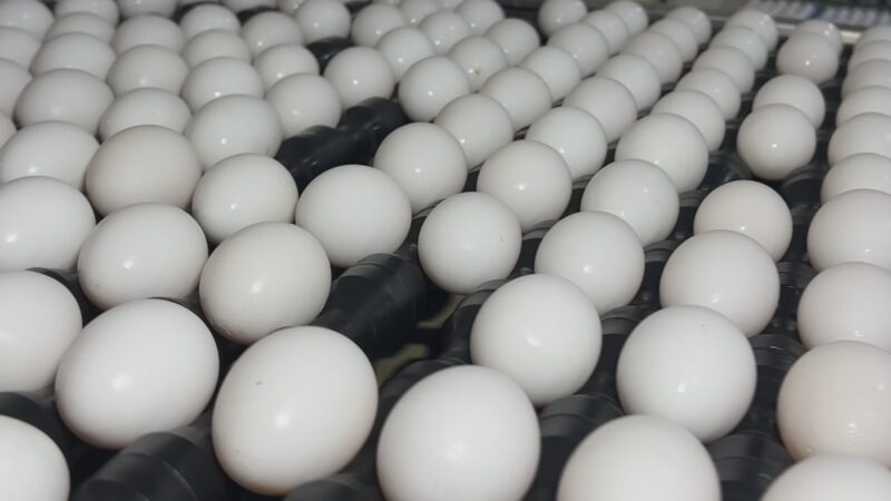 Produtores de ovos se preparam para demanda da Quaresma com preços mais acessíveis