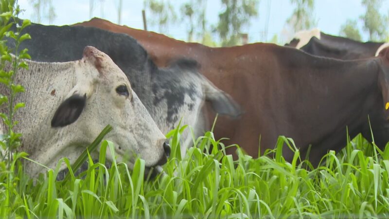 Produtores de leite enfrentam queda no preço e aumento de custos no interior de SP