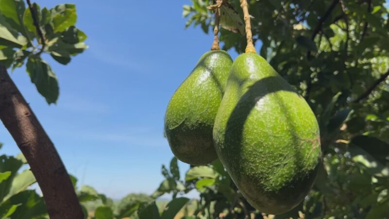 Produtores comemoram safra recorde de abacate em Tupã após perdas no ano passado