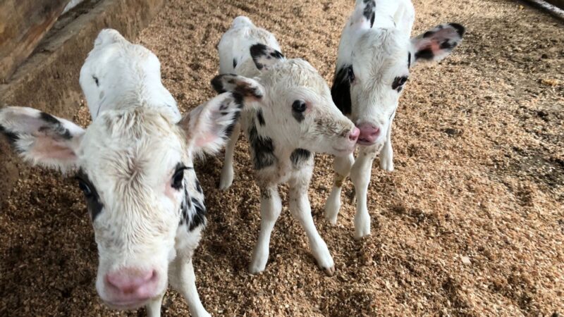 De 10% para menos de 3%: como fazendas estão reduzindo a mortalidade de bezerras no Brasil