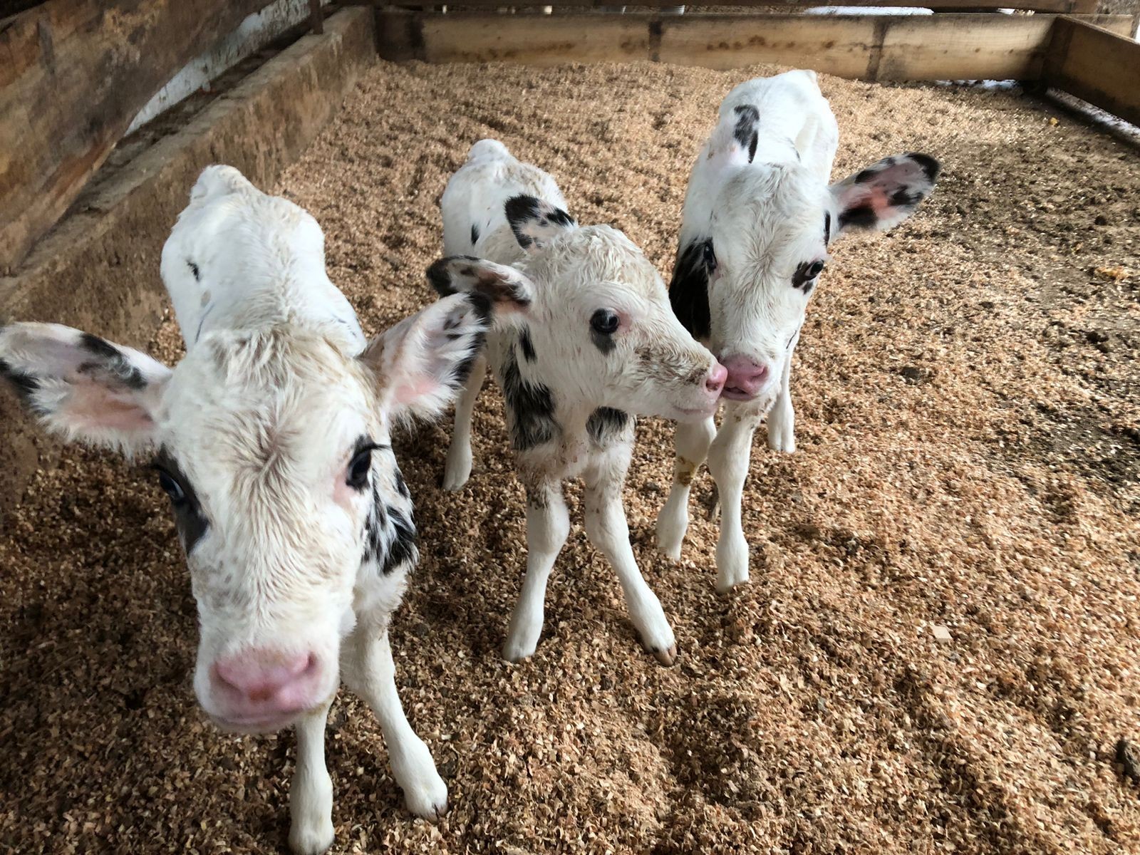 De 10% para menos de 3%: como fazendas estão reduzindo a mortalidade de bezerras no Brasil