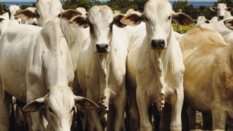 Pedidos de recuperação judicial no agro aumentaram 56,4% em 2025, diz Serasa