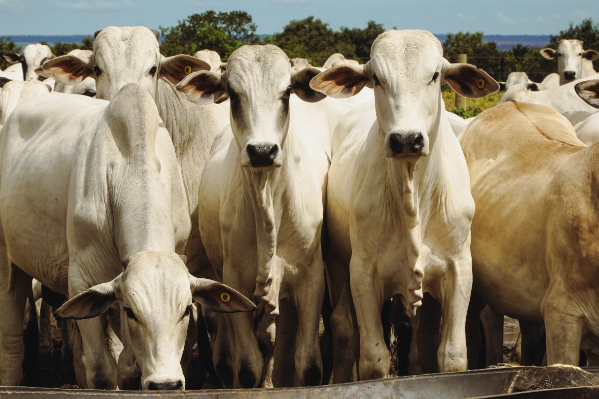 Pedidos de recuperação judicial no agro aumentaram 56,4% em 2025, diz Serasa