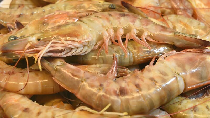 Veja dicas de criação de camarão