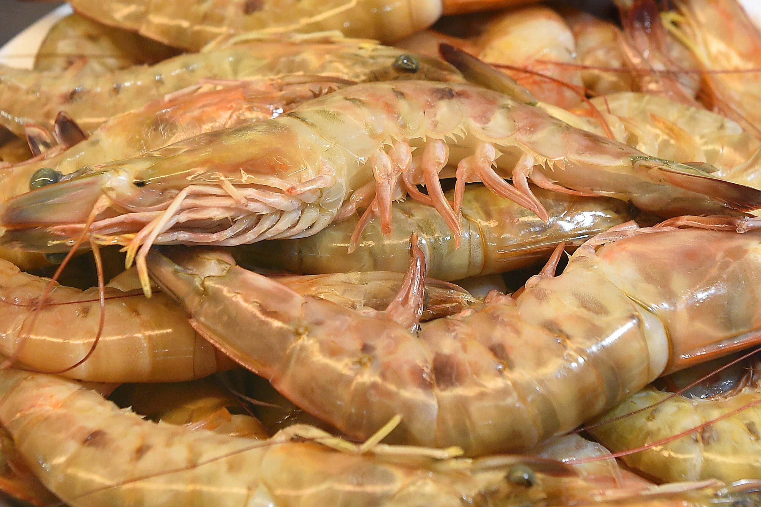 Veja dicas de criação de camarão