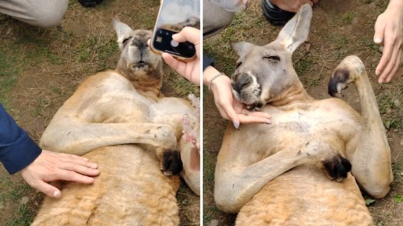 É #FATO: Vídeo mostra canguru deitado recebendo carinho e comida de visitantes em zoológico na China; ASSISTA