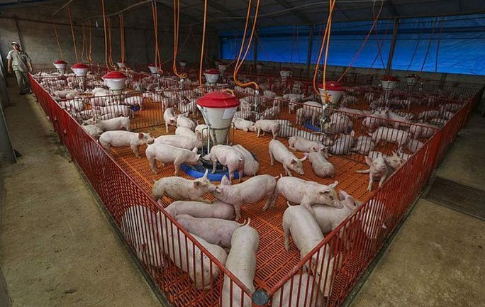 Carne suína: USP aponta queda de preços por retração de compras pela indústria e incerteza de produtores devido ao conflito no Oriente Médio