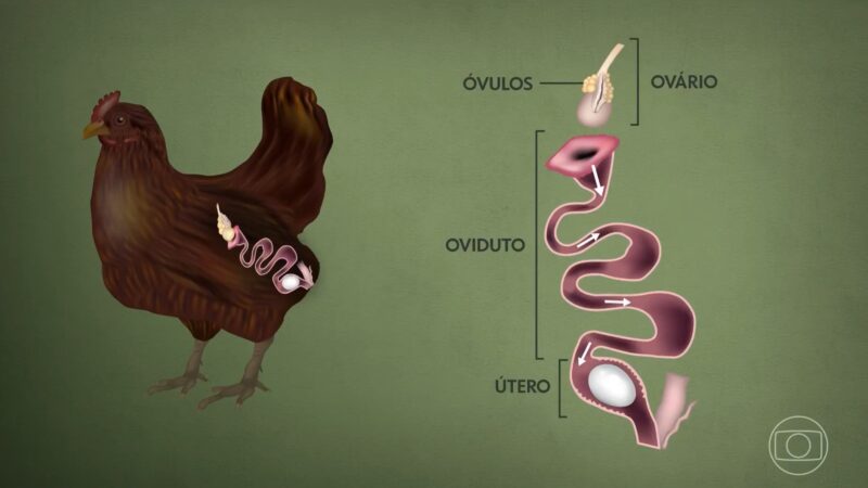 Galinha leva 25 horas para produzir um ovo; entenda o processo