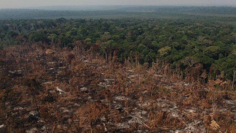 Produção de carne bovina gera 40% da destruição florestal ligada ao agro; Brasil lidera ranking