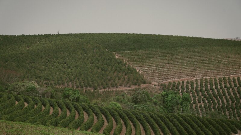 Preço da terra no Brasil varia de R$ 1 mil a R$ 2 milhões por hectare; entenda o que influencia
