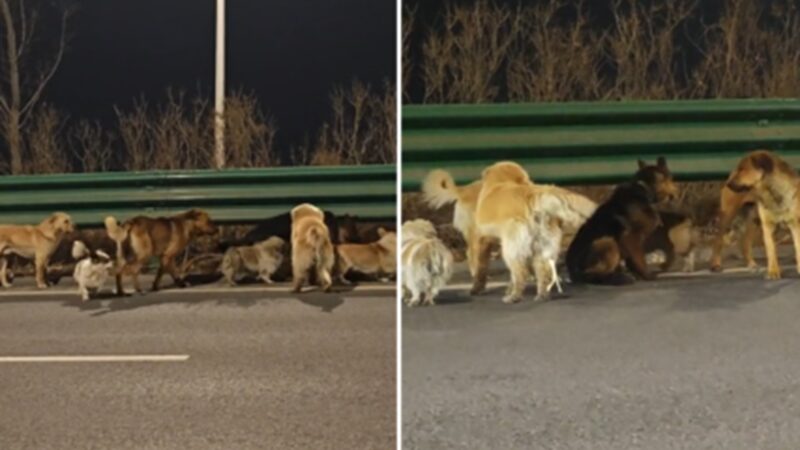 FATO OU FAKE: O que sabemos sobre o vídeo dos sete cachorros andando juntos em rodovia na China; assista