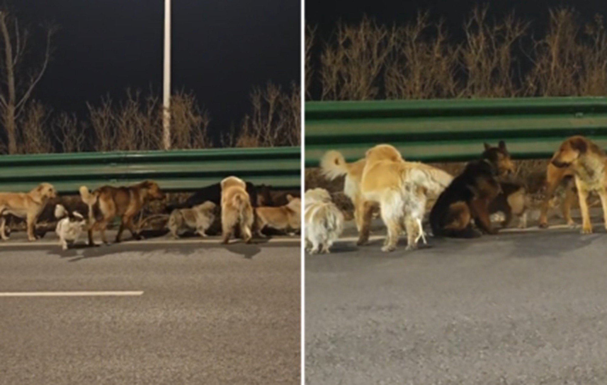 FATO OU FAKE: O que sabemos sobre o vídeo dos sete cachorros andando juntos em rodovia na China; assista