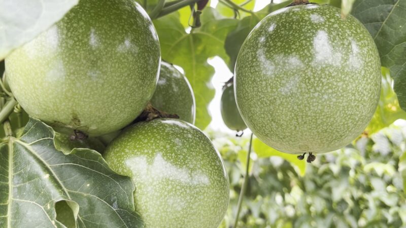 Veja como combater as principais pragas e doenças do maracujá