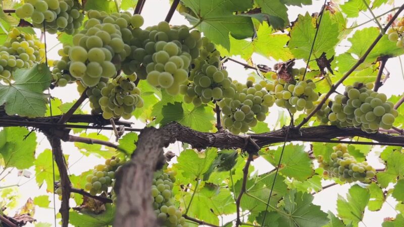 Uva lorena é uma das preferidas de produtores de vinho de São Roque