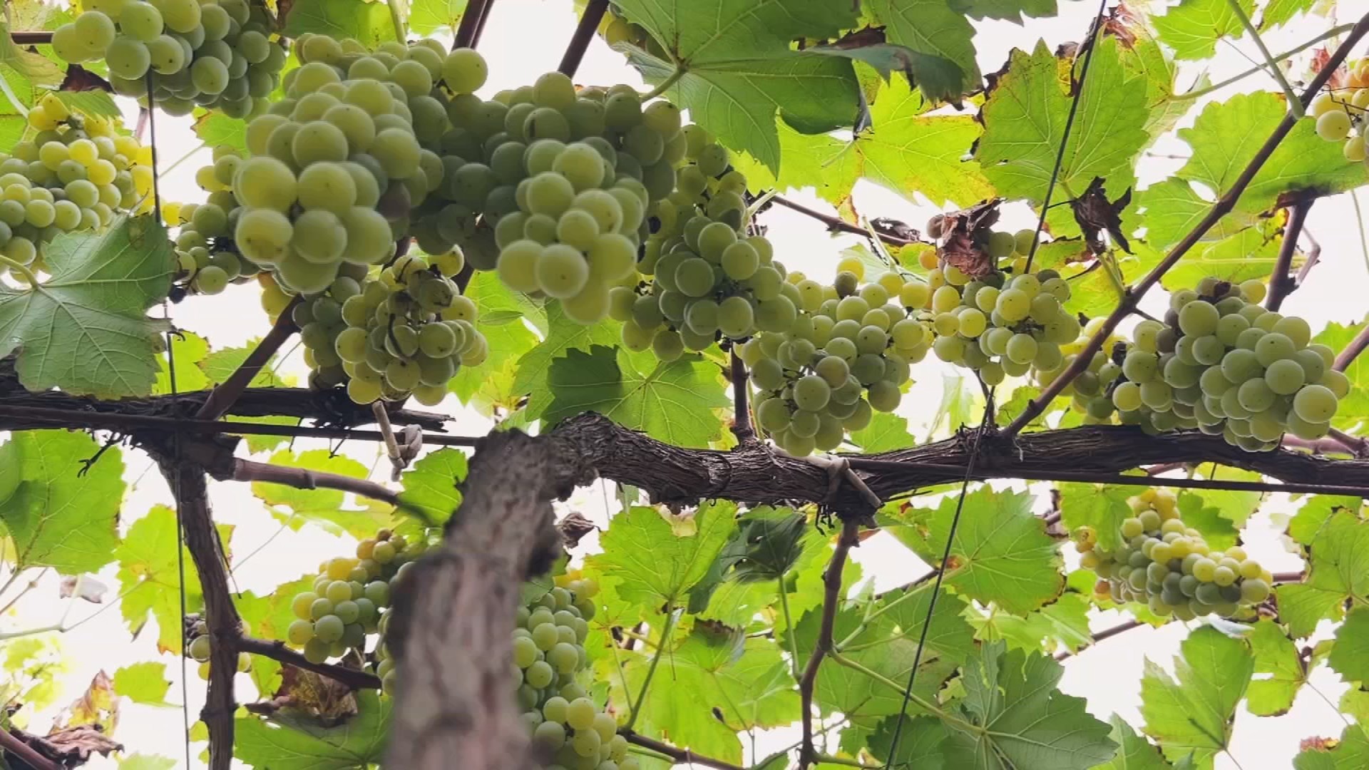 Uva lorena é uma das preferidas de produtores de vinho de São Roque