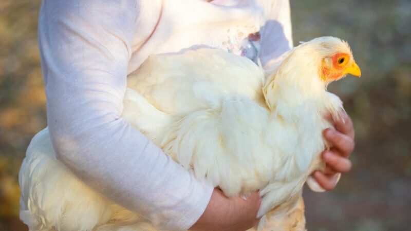 ‘Eu gostava da minha galinha’: francesa mata lince para salvar ave e caso vai parar na Justiça