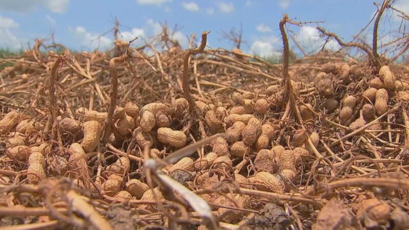 Após estiagem em 2025, produtores de amendoim veem recuperação na safra atual